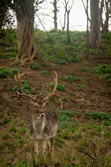 deer