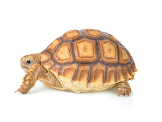  tortoise isolated on white background