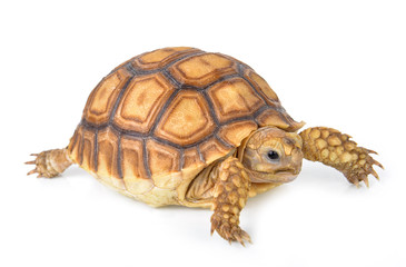  tortoise isolated on white background