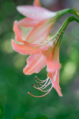 Obraz premium Spot focus Close-up, Pollen Pink Hippeastrum Blurred bokeh as background In the natural garden in the daytime.