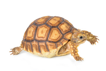Obraz premium tortoise isolated on white background