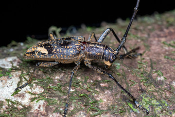 Pelargoderus rubropunctatus, a large longicorn beetle from the family Cerambycidae