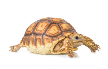  tortoise isolated on white background