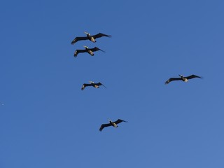 Silhouette and photos of birds flying