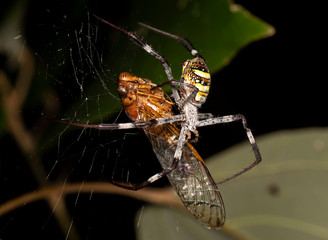 Argiope keyserlingi, the St Andrew's Cross spider, feeding on a cicada she captured in her web