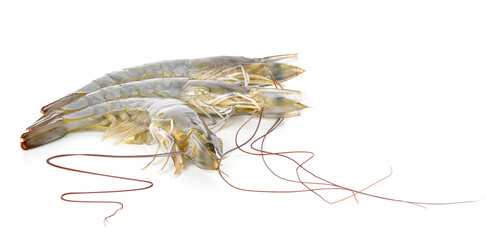  Shrimp isolated on white background