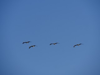 Silhouette and photos of birds flying