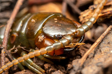 Ethmostigmus rubripes, a giant rainforest centipede, foraging on the forest floor at night.