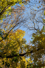 Autumn Trees Against Blue Sky. Yellow Autumn Leafs On Blue Sky Background.