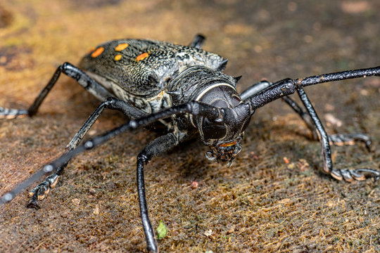 Batocera frenchi, a large longicorn beetle with spectacular orange markings