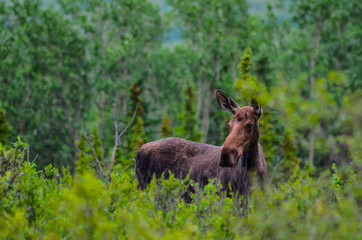 Naklejka na ściany i meble A cow moose standing in the grass in Denali National Park and Preserve, Alaska, United States