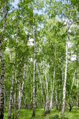 Fototapeta premium birch grove of Russia
