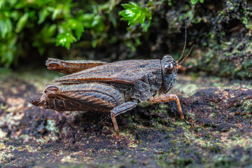 A camouflaged pygmy grasshopper from the family Tetrigidae