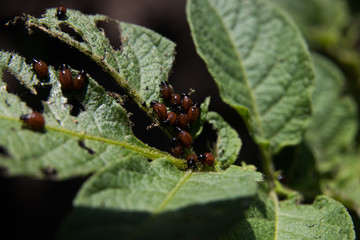 Larvae of the Colorado Potato Beetle on the leaves of the potato