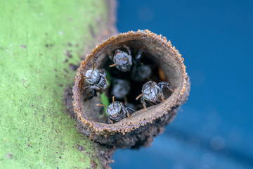 Tetragonula stingless bees at their nest entrance, in the side of a house
