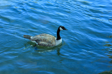 The Sacramento River- Principal river of Northern California in the United States