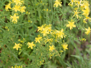 Bright yellow flowers of Hypericum perforatum 'St John's wort', natural flowering shrub