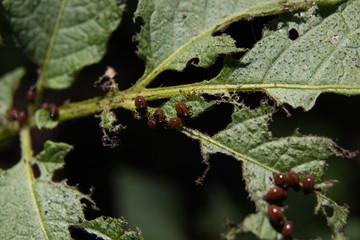 Larvae of the Colorado Potato Beetle on the leaves of the potato