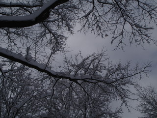 Snow white winter trees