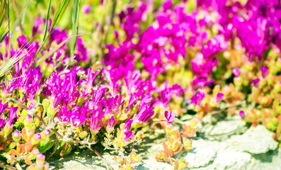Small purple flowers. Blooming curly succulents. Ornamental garden plants with bright pink flowers against a gray, rough wall. Selective focus image.