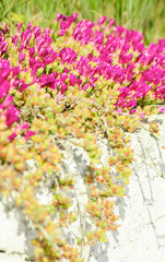Obraz premium Small purple flowers. Blooming curly succulents. Ornamental garden plants with bright pink flowers against a gray, rough wall. Selective focus image.