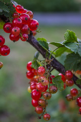Sprig of red currant with transparent red berries