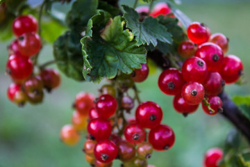 Sprig of red currant with transparent red berries