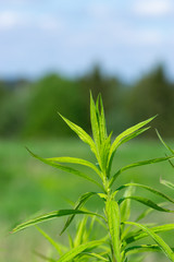 green leaves in a field