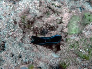 A Gardiner's Philinopsis (Philinopsis gardineri)