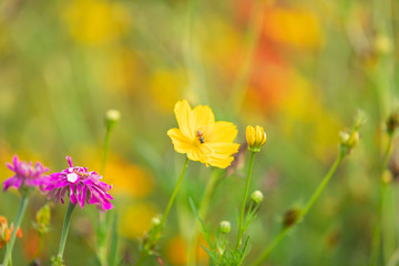 Yellow sulfur Cosmos flowers in the garden of the nature.