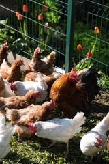  rooster and chicken in the farmyard on a sunny summer morning