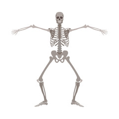 Human skeleton standing with legs bent and arms wide apart cartoon flat style