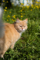 Naklejka na ściany i meble пушистая рыжая кошка обернулась и смотрит на фоне зеленой лужайки