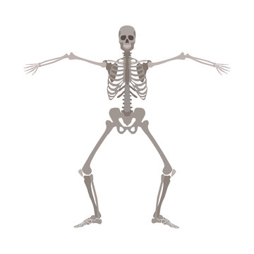 Human skeleton standing with legs bent and arms wide apart cartoon flat style