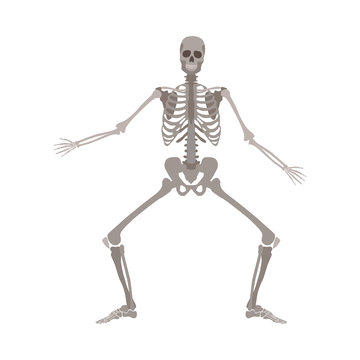 Human skeleton standing with legs bent and arms apart cartoon flat style