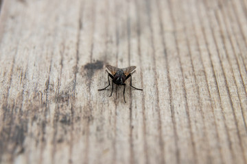 fly on a wooden board, macro shooting
