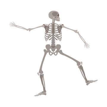 Human skeleton standing on one leg with arms apart cartoon flat style