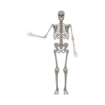 Skeleton of human body anatomically detailed vector illustration isolated.