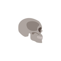 Skull the head bone of the human skeleton flat vector illustration isolated.