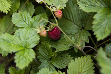 strawberry berries, green leaves, close-up