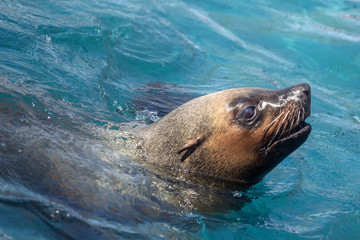 Fototapeta premium Foca