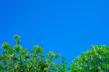 Fototapeta premium Green tree with high blue sky