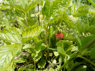 Strawberries on the flowerbed. Fresh strawberries in the close-up