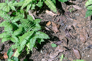 Blurred nature background with rainforest flora of Amazon River basin in South America