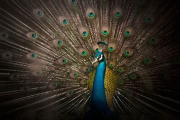 Naklejka premium peacock