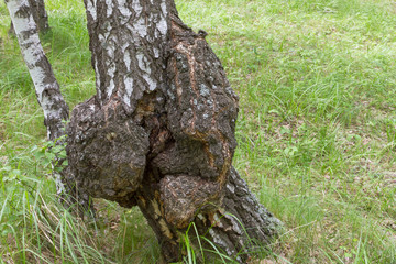birch growth on a tree