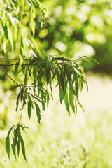 Fototapeta na wymiar Green tree branch on blurred background