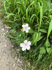flowers on path