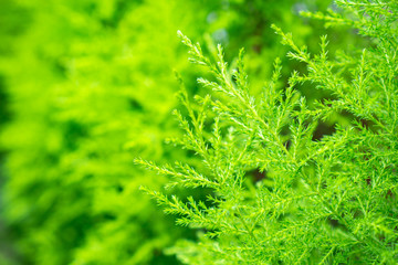Background of green leaves texture