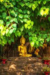 Beautiful of Buddha statue Under the Bodhi tree at Wat Pan Tao temple is a Buddhist temple (Wat) in Chiang Mai, northern Thailand.
